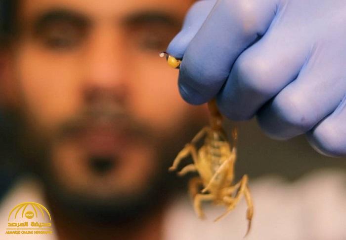 يباع بالغرام وسعره خيالي .. عشريني مصري يتحول لرجل أعمال ويجني ثروة كبيرة من سم العقارب