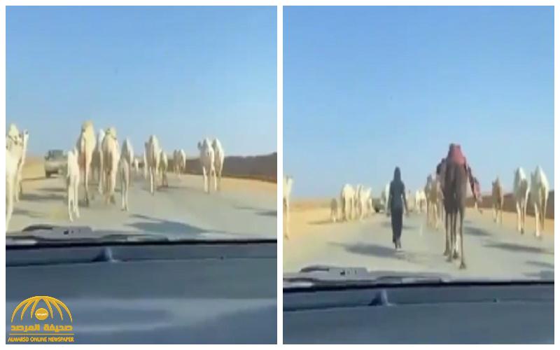 "الطريق لي .. اطلع على الردمية" .. شاهد : مالك إبل يمنع مرور المركبات على طريق سريع