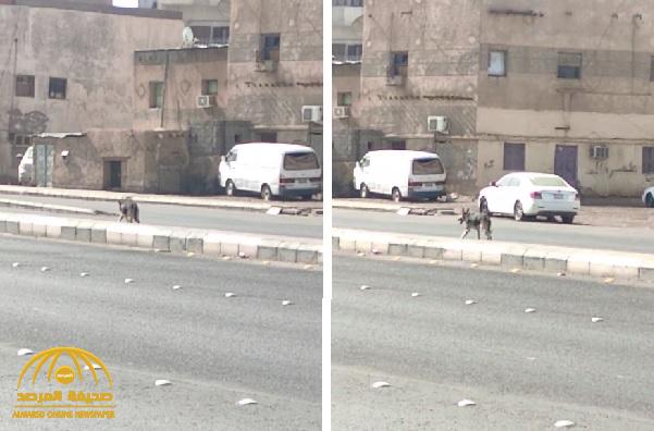 شاهد .. مواطن يوثق  "ذيب" يسير  في وضح النهار بالمدينة .. ويعلق : "الذيب ياعيال يمشي بين الخطين"!