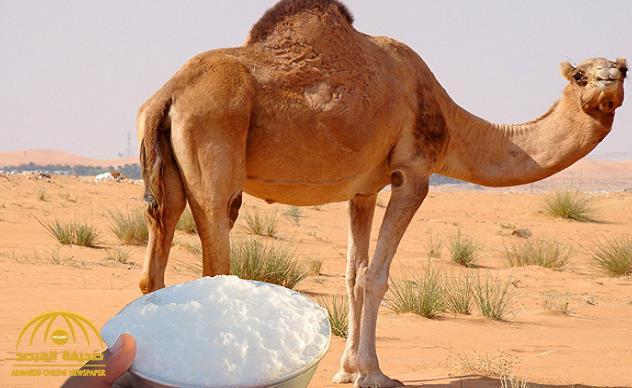 "الغذاء والدواء" تحذر من أضرار شرب حليب الإبل الخام .. تصل إلى الإعاقة والوفاة ! - فيديو "الغذاء والدواء" تحذر من أضرار شرب حليب الإبل الخام .. تصل إلى الإعاقة والوفاة ! - فيديو