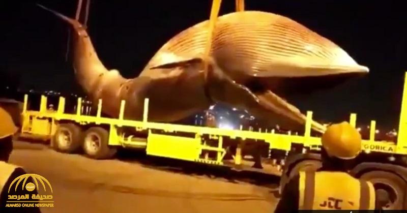 شاهد.. لحظة انتشال حوت نافق بحجم شاحنة من البحر في الكويت شاهد.. لحظة انتشال حوت نافق بحجم شاحنة من البحر في الكويت