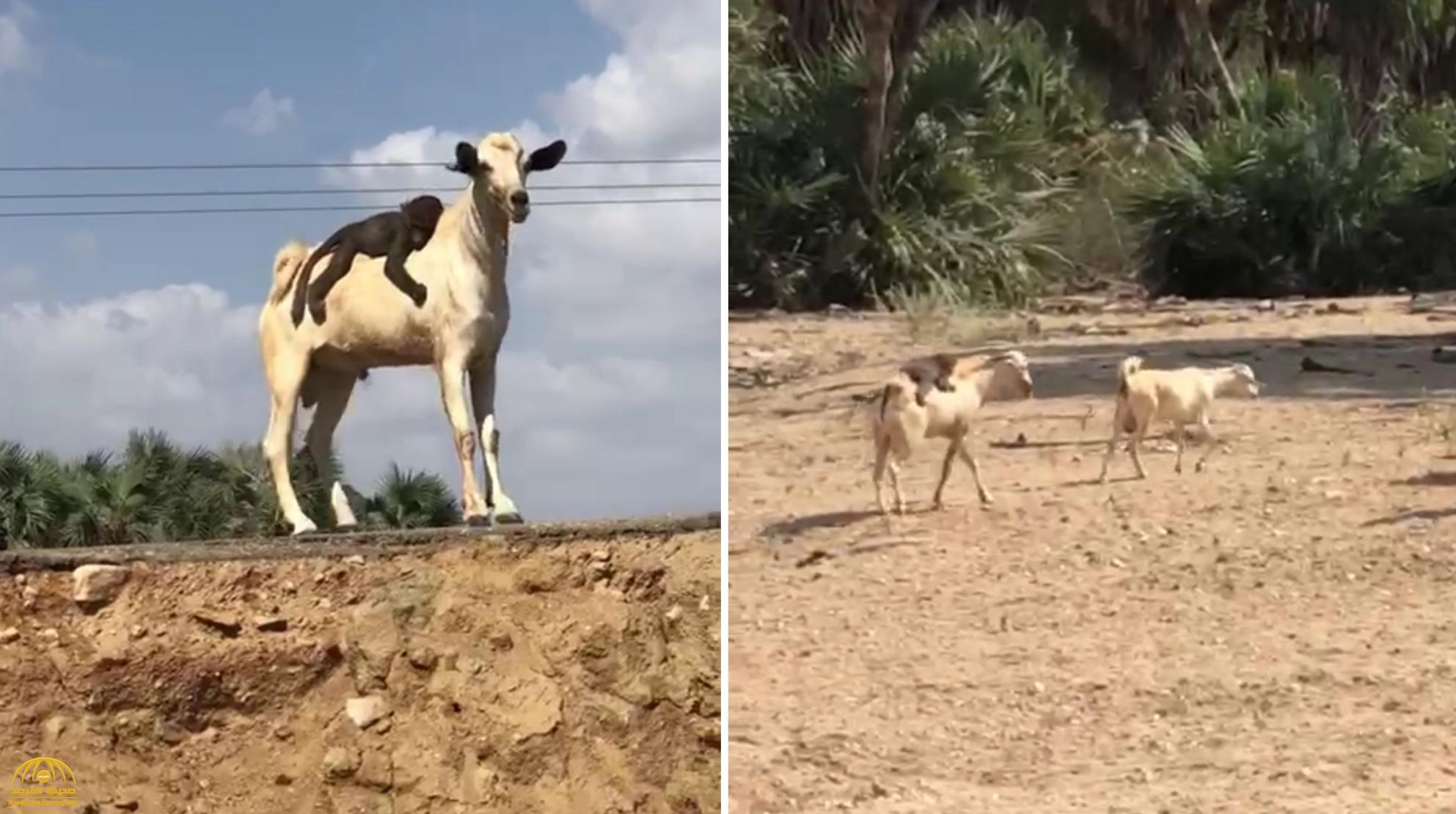 شاهد: قرد "مشاغب" يمتطي ظهر  " تيس"  ويثير الضحك !