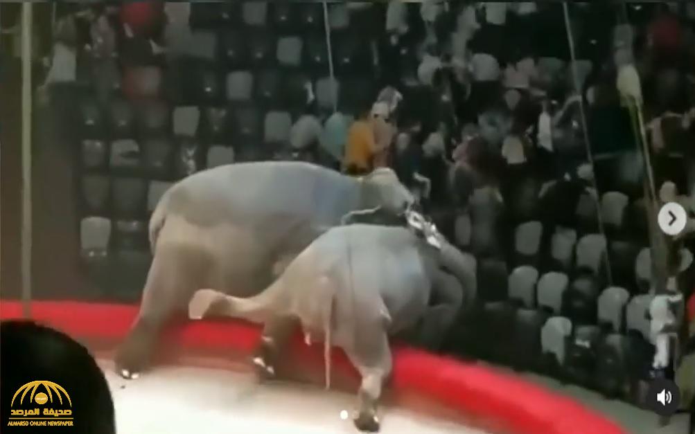 شاهد .. عراك فيلين في سيرك يخرج عن السيطرة والجماهير تلوذ بالفرار
