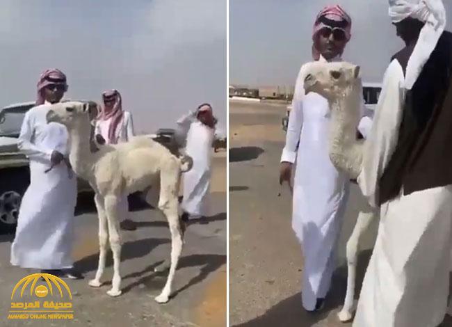 شاهد: مواطن يرفض بيع حاشي صغير بـ 320 ألف ريال.. والتجار يفاجئونه بهذا المبلغ!