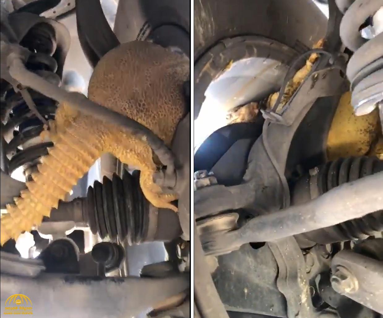 شاهد : ردة فعل طريفة من مواطن تفاجأ بـ"ضب" مختبئ داخل سيارته!