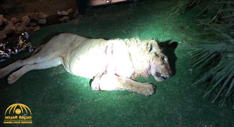 شاهد : أول فيديو للأسد الذي هاجم صاحبه وتسبب في وفاته داخل استراحة في الرياض قبل إطلاق النار عليه