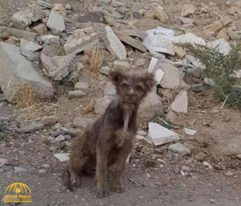 شاهد: صورة "نباش القبور" تثير الجدل على مواقع التواصل