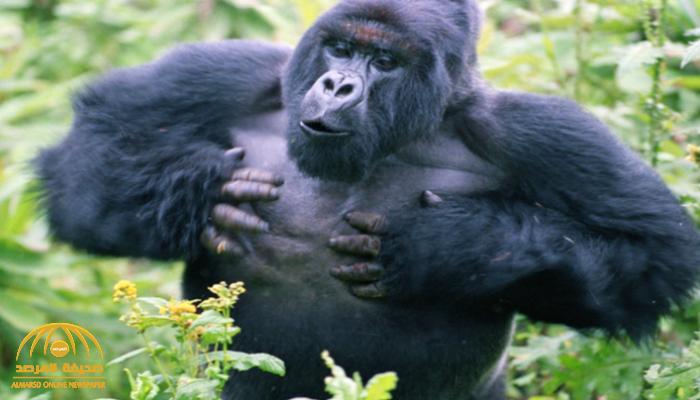 دراسة تكشف السر وراء قرع ذكر "الغوريلا" على صدره!