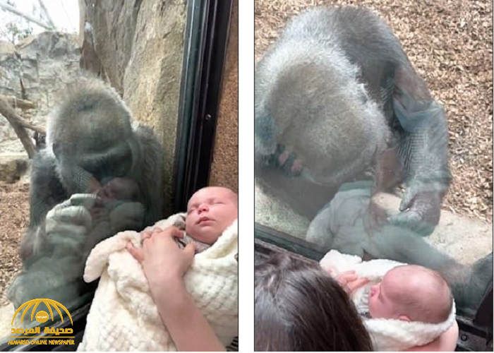 شاهد: غوريلا ضخمة تداعب رضيعا