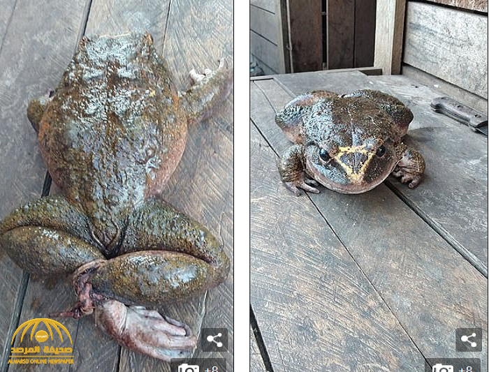 شاهد: ضفدع ضخم بحجم طفل يفاجئ قرويين