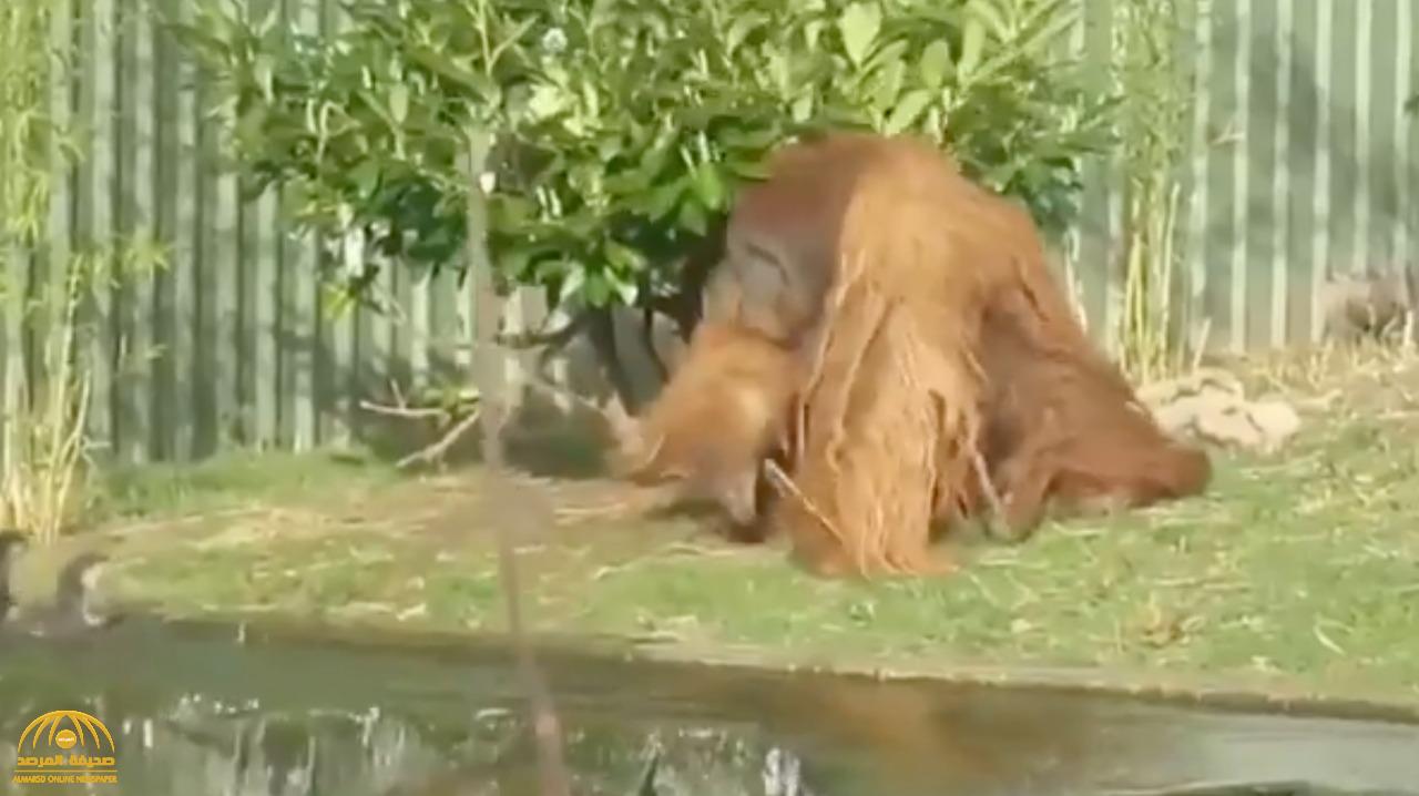 مقطع طريف ..شاهد: "غوريلا" ترفع العصا كالإنسان  لضرب ثعالب ماء حاولوا التحرش بها