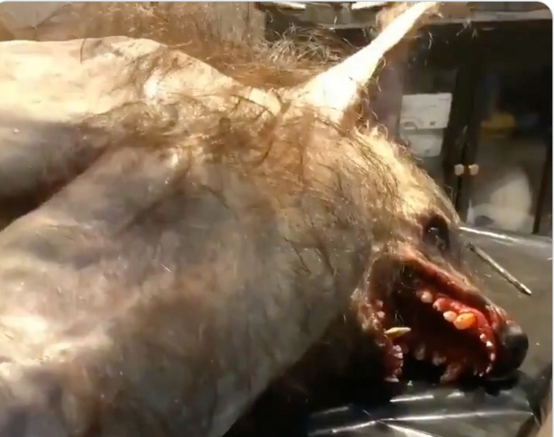 “المرصد” تكشف حقيقة  فيديو "ذئب على هيئة إنسان" شمال المملكة