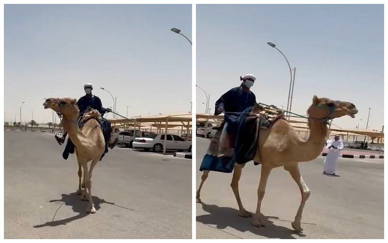 شاهد.. شخص يقطع 40 كلم على ظهر جمل لتلقي لقاح كورونا بـ "العليا"
