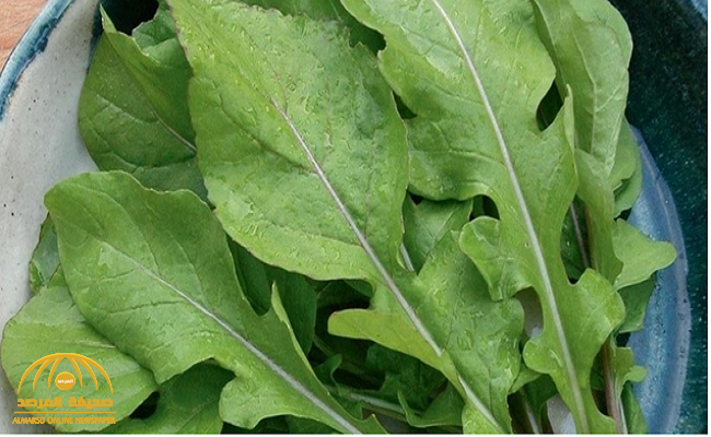 طبيب يحذر هذا النوع من الجرجير: يسبب فشل كلوي وأمراض السرطان