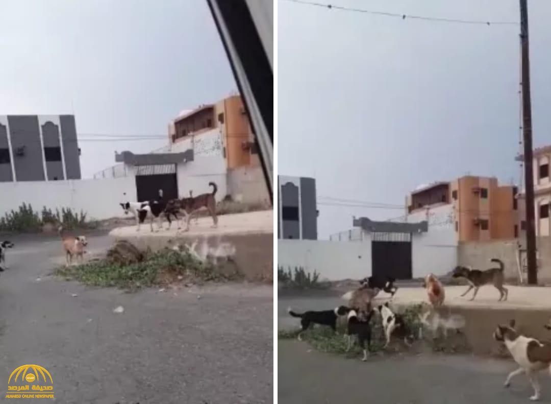 شاهد .. كلاب ضالة تهاجم ضبع وتحاصره في زاوية بـ"محايل عسير"
