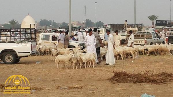 كشف أسباب ارتفاع أسعار الأضاحي في جازان