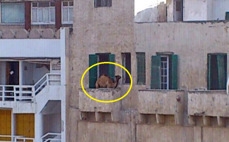تعرف على قصة صورة جمل "البلكونة" التي أشعلت مواقع التواصل في مصر