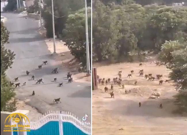 شاهد.. معركة جماعية بين قطيع من القرود داخل منطقة  سكنية جنوب المملكة