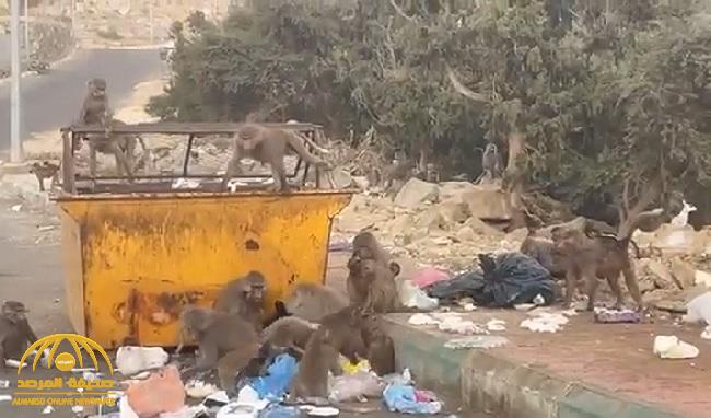 شاهد.. قطيع قرود في النماص يهجم على حاوية قمامة ويبعثر محتوياتها ويثير فزع السكان