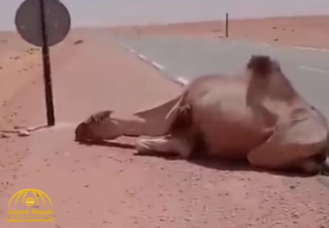 شاهد.. ردة فعل رجل رأى جملاً عطشان وسط الصحراء