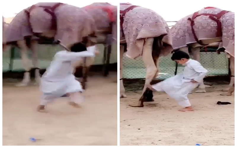 شاهد.. ردة فعل "ناقة" تجاه طفل كان يقف خلفها وقام بركلها ! شاهد.. ردة فعل "ناقة" تجاه طفل كان يقف خلفها وقام بركلها !