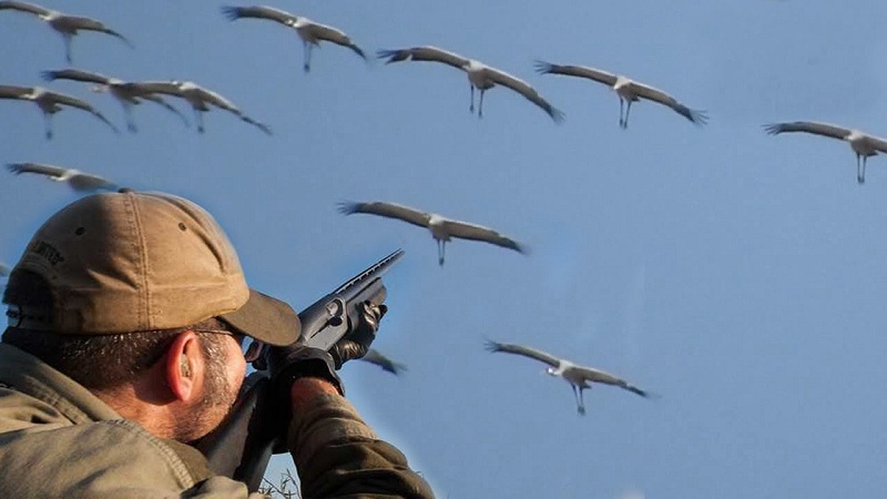الكشف عن أنواع جديدة من الطيور مسموح بصيدها ببنادق "الساكتون" حتى 20 أكتوبر .. وطريقة الحصول على ترخيص