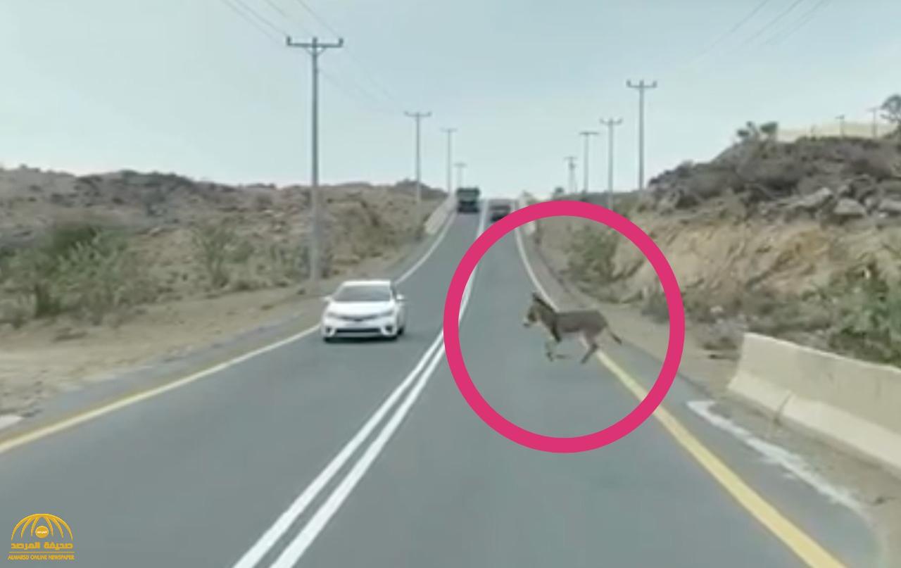 شاهد.. ردة فعل حمار بعدما صدمت سيارة مسرعة صديقه وسقط على الأرض