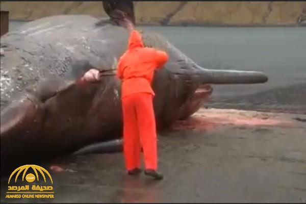شاهد.. ماذا حدث لصياد عندما حاول فتح بطن حوت ضخم نافق في البحر؟