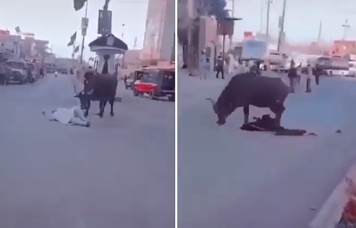 العراق.. شاهد: "جاموس" هائج ينطح المارة في أحد الشوارع ويسحل شخصين