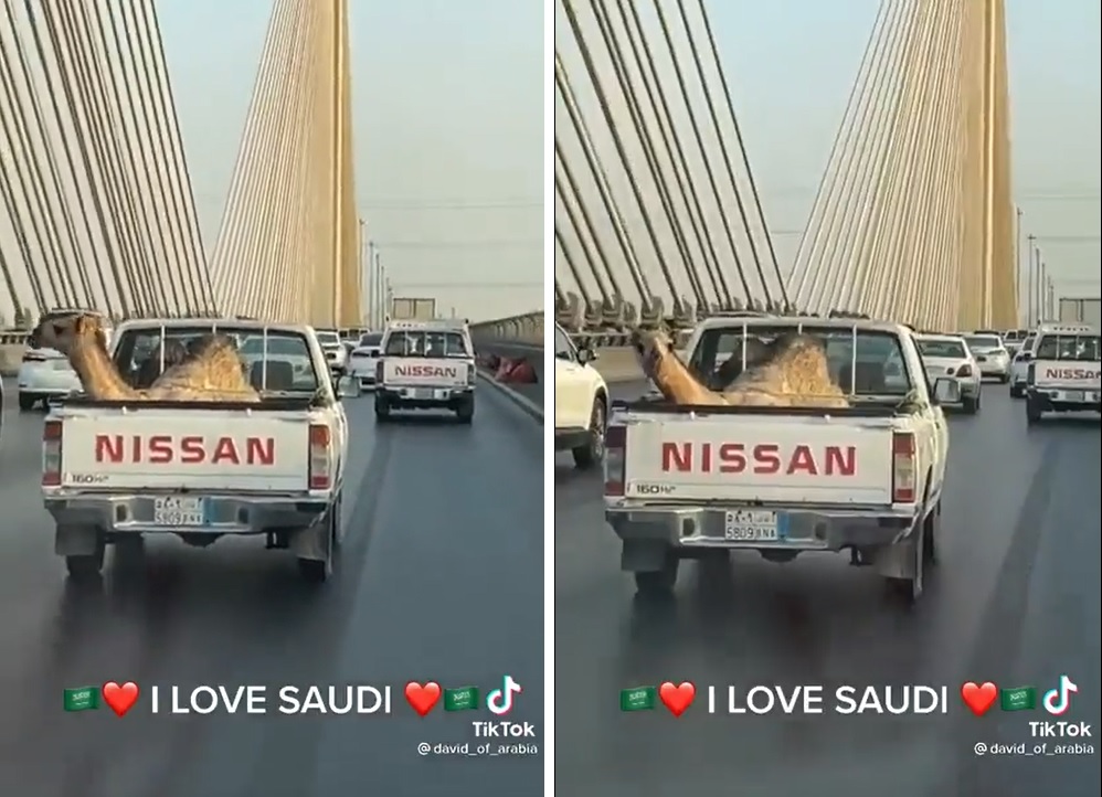 شاهد.. ردة فعل مقيم أجنبي عندما شاهد "قعود" في صندوق سيارة على "الجسر المعلق" بالرياض