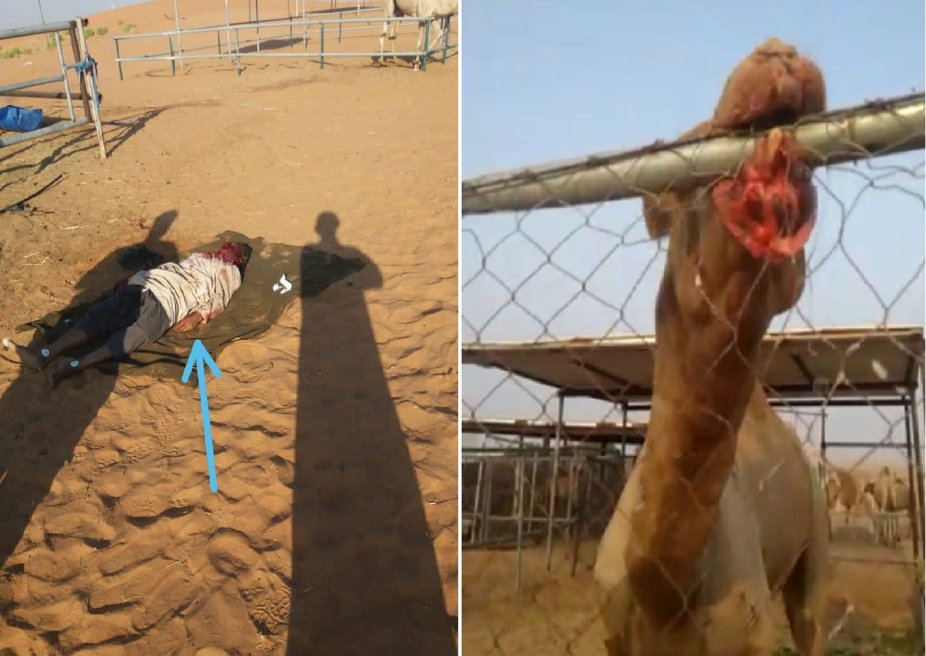 شاهد:جمل هائج يهاجم راعيه ويأكل رأسه ويبرك عليه في الإمارات