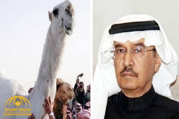 السديري يروي قصة وفاة أغلى ناقة في الخليج بعد شهر من رفض صاحبها بيعها بـ30 مليون ريال السديري يروي قصة وفاة أغلى ناقة في الخليج بعد شهر من رفض صاحبها بيعها بـ30 مليون ريال