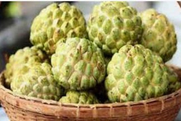 رغم فوائدها الصحية.. الكشف عن الممنوعين من تناول فاكهة "القشطة"!