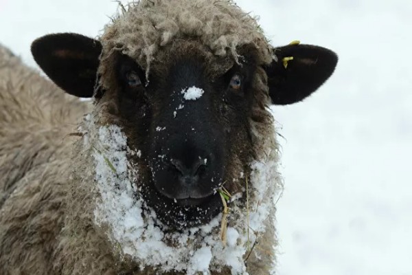 خروف ينطح راعي أغنام في رأسه بإحدى المزارع بالكويت.. وعند فحصه كانت المفاجأة!
