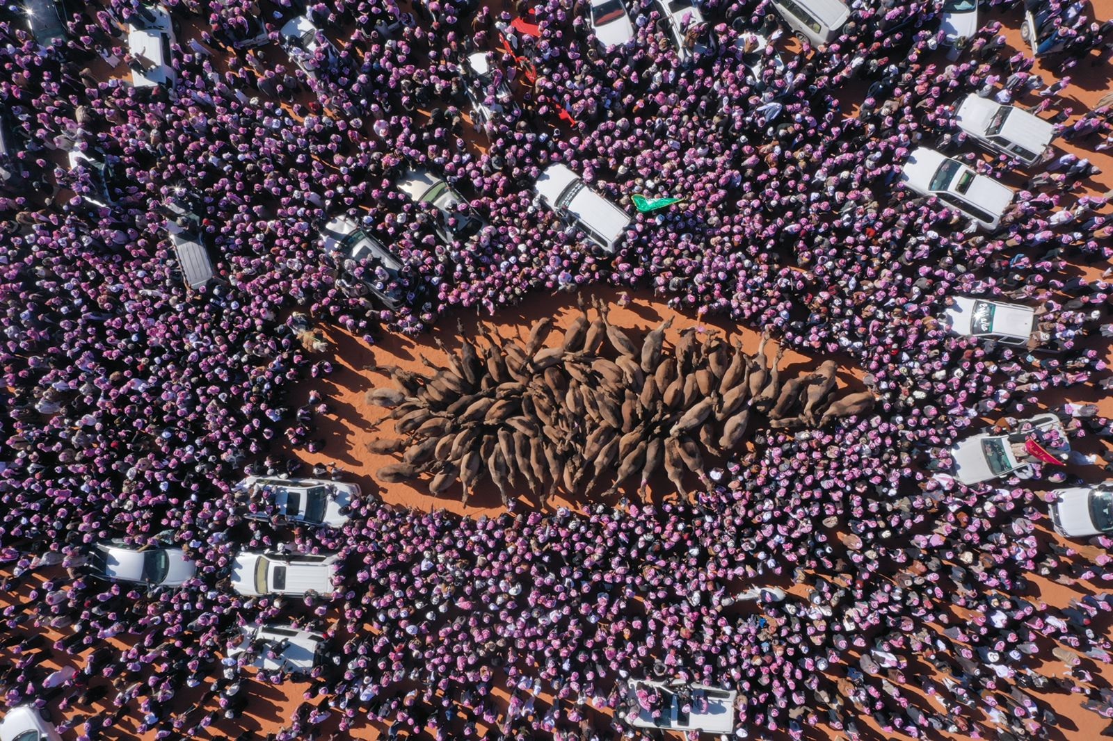 شاهد: ابن دغيثر يسجل أكبر جماهيرية في تاريخ مزايين الإبل في مهرجان الملك عبدالعزيز