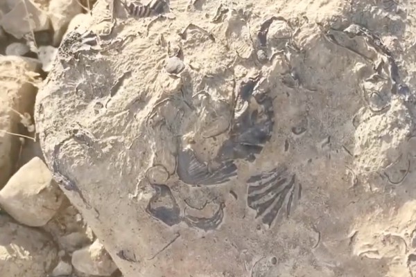 تعود لملايين السنين.. شاهد: اكتشاف أحافير بحرية وأصداف تلتصق بالصخور في منطقة جبلية بجازان