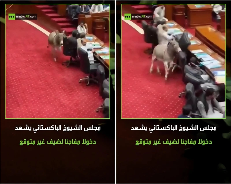 بالفيديو.. قناة "روسيا اليوم" تقع في فخ "الذكاء الاصطناعي" وتنشر فيديو لحمار يقتحم مجلس الشيوخ الباكستاني !
