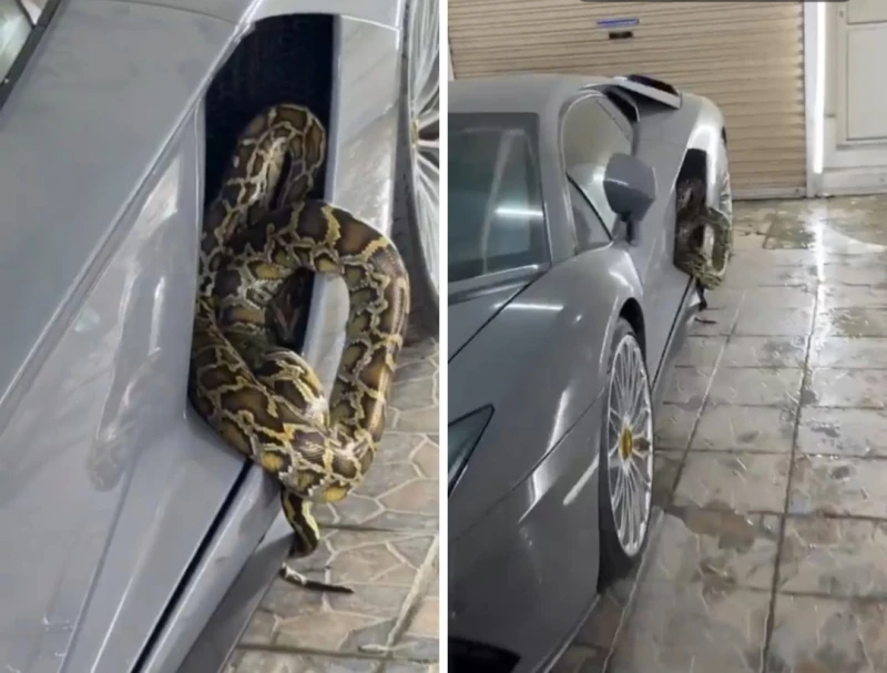 بالفيديو.. مواطن يُفاجأ بثعبان ضخم مختبئ  في منزله داخل سيارته