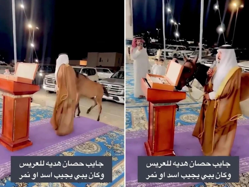 "والله إني دورت لي أسد ونمر بشتريه"..بالفيديو.. مواطن يفاجئ عريس بهدية حصان في حفل زواجه ويثير الجدل