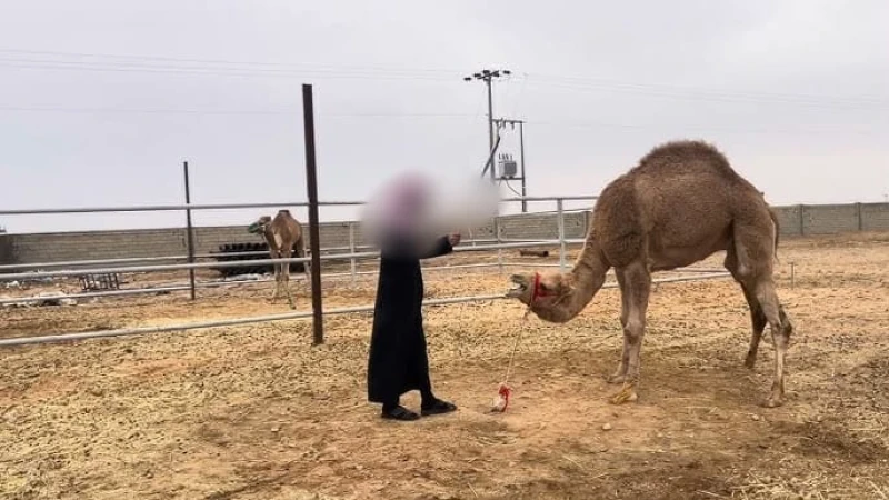 عقوبة إيذاء أي نوع من أنواع الثروة الحيوانية: السجن 5 سنوات وغرامة قد تصل 10 ملايين ريال