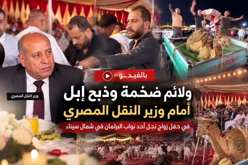 فيديو لولائم ضخمة وذبح إبل أمام وزير النقل المصري في حفل زواج نجل أحد نواب البرلمان في شمال سيناء